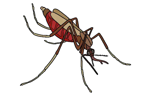 Nombre del mosquito